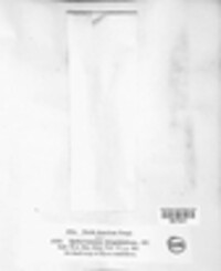 Morrisographium hispidulum image